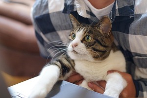 cat-gec35e77c2_640.jpg