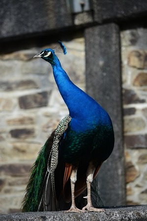 peacock-g423c2fbd5_640.jpg